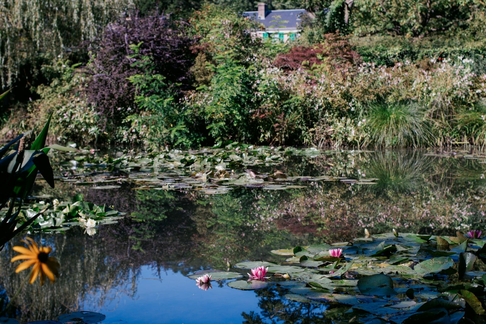 Bassin aux nénuphars des jardins de Claude Monet à Giverny, reflets végétation